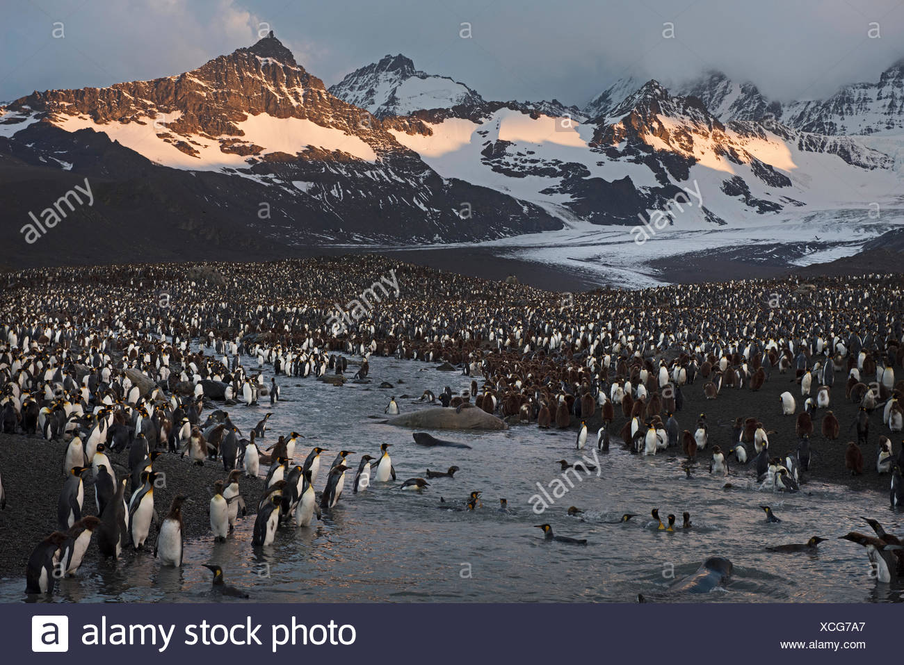 King Penguins at Dawn 27 King Penguins at Dawn 1