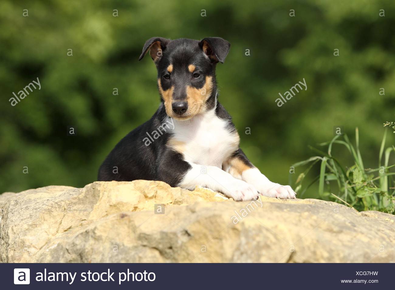 Lying Shorthaired Collie Stock Photos Lying Shorthaired Collie