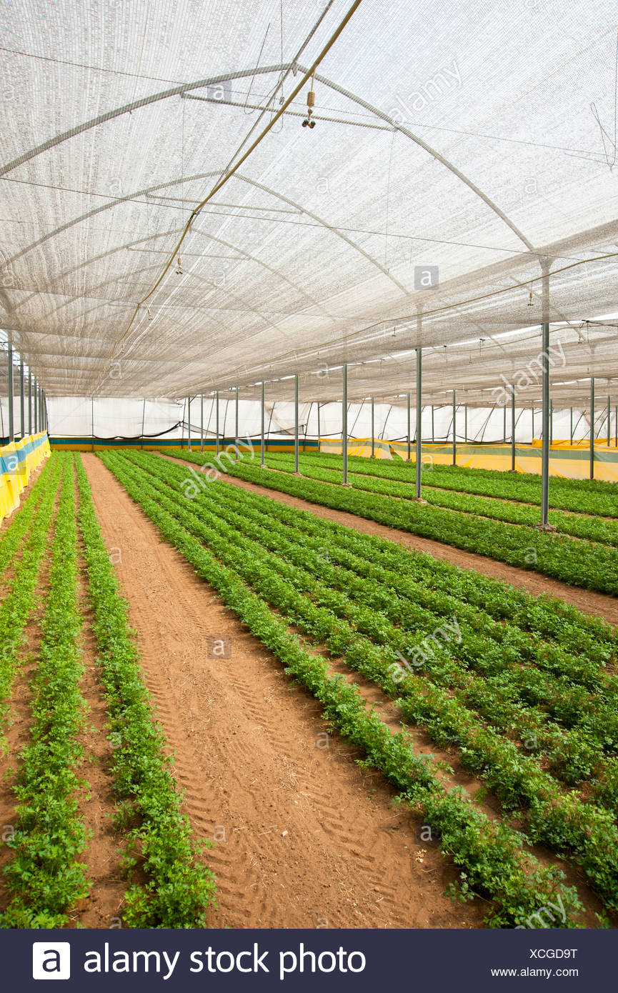 Greenhouse Agriculture Israel Stock Photos & Greenhouse Agriculture