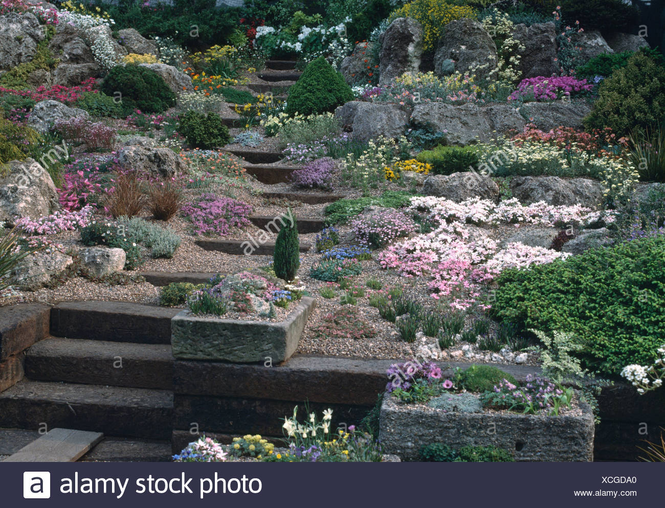 Flowering Alpine Plants In Hillside Rockery Garden With Wooden Steps In Gravel And Old Stone Sinks Planted With Alpines Stock Photo Alamy