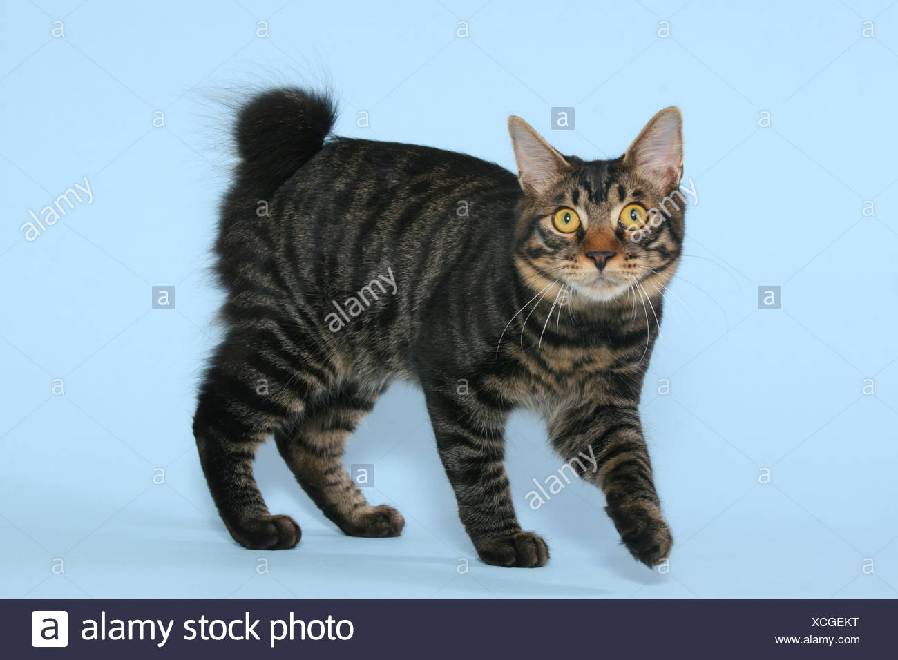 kurilian bobtail for sale near me