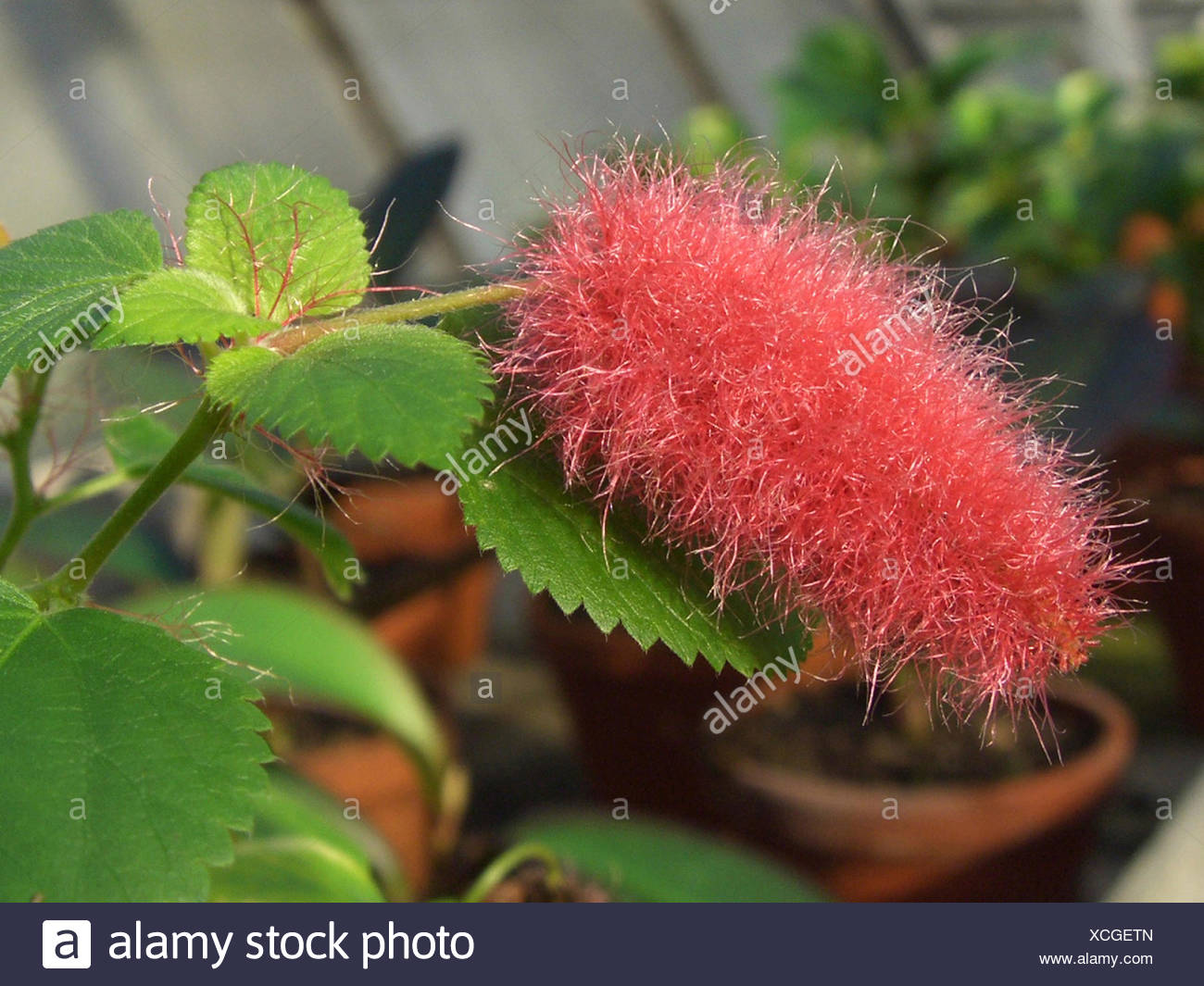 Trailing Red Cattail Kittens Tail Dwarf Chenille Plant Red Cattail Plant Acalypha Hispaniolae Acalypha Pendula Inflorescence Stock Photo Alamy