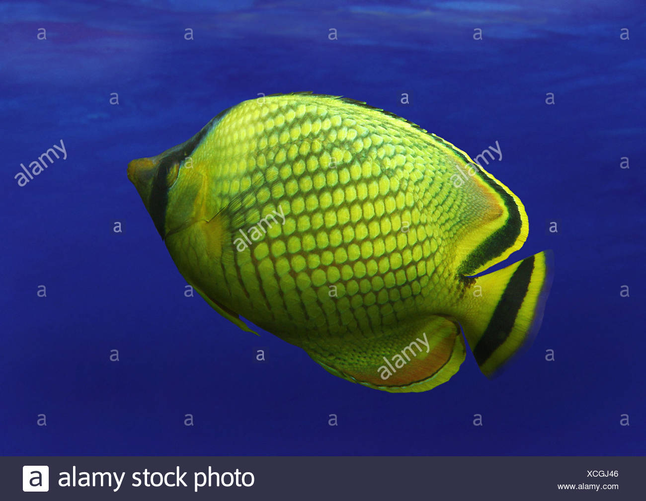 Striped Butterflyfish Black Backed Butterflyfish Blackback Butterflyfish Chaetodon Melanotus Stock Photo Alamy Striped Butterflyfish Black Backed Butterflyfish Blackback Butterflyfish Chaetodon Melanotus Stock Photo Alamy