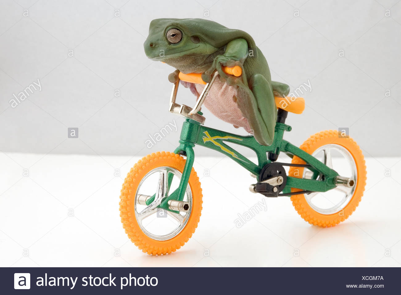 frog and toad bike