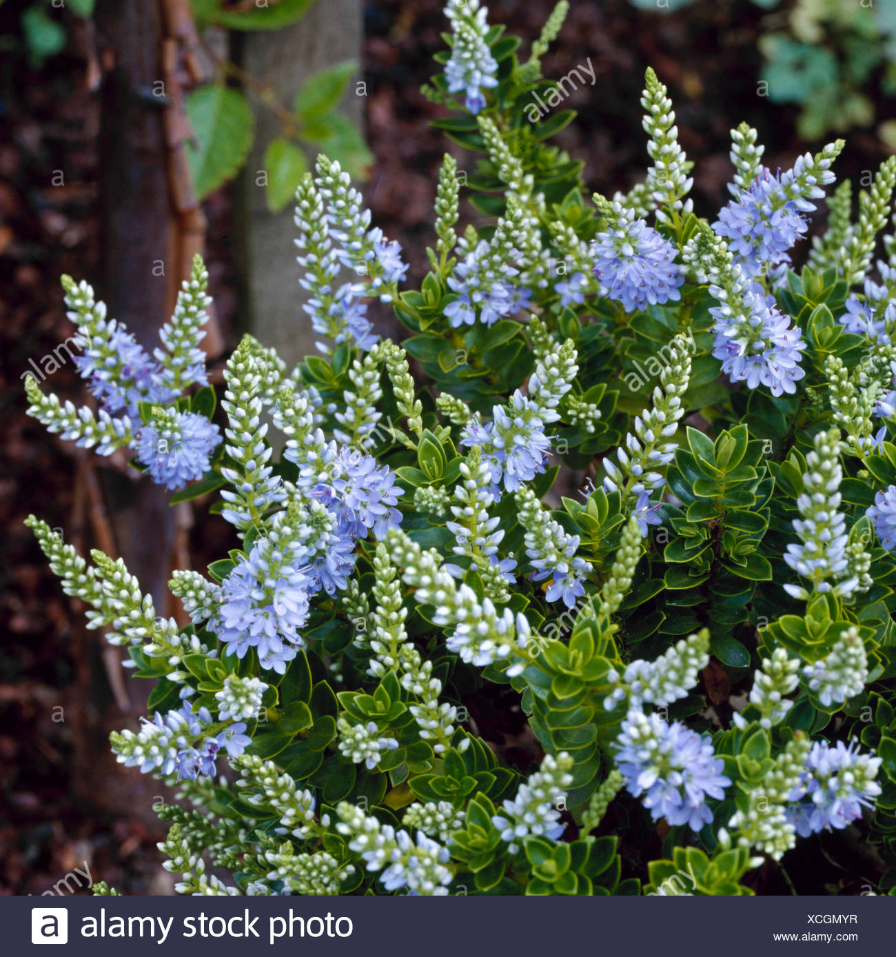Hebe MARGRET Commonly known as Shrubby Veronica.