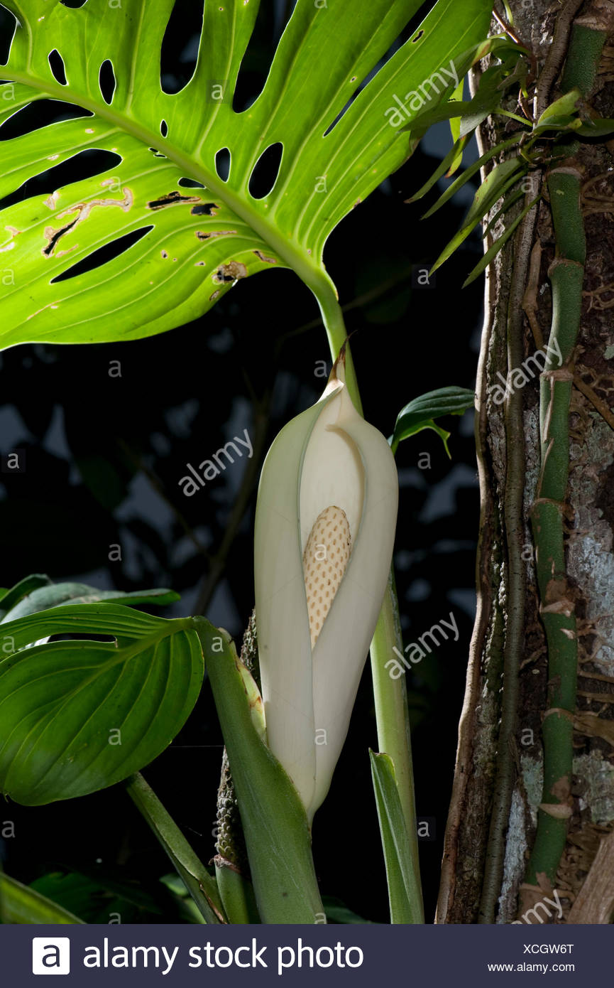 Fruit Of Monstera Deliciosa Panama Central America Gamboa