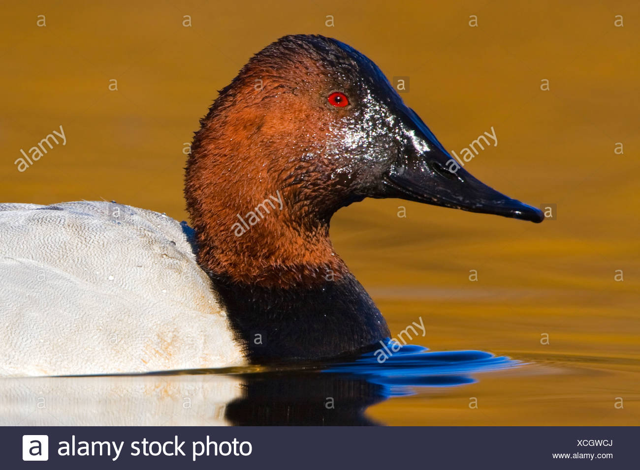 Canvasback Duck High Resolution Stock Photography and Images Alamy