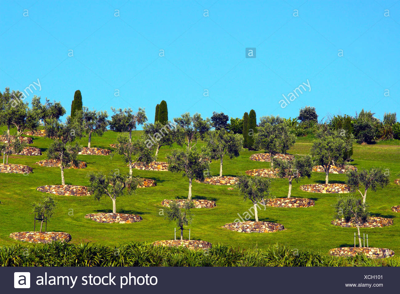 Blue Tree Hill Garden Stone Fruit Bush New Zealand Farm