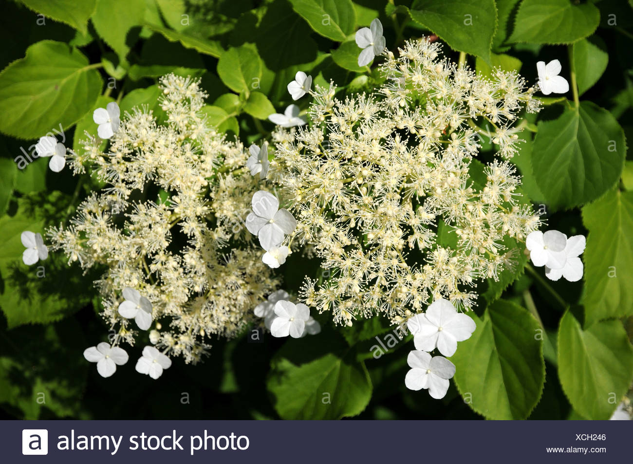 Plant Inventory At 20 Timothy Hydrangea Anomala Subsp