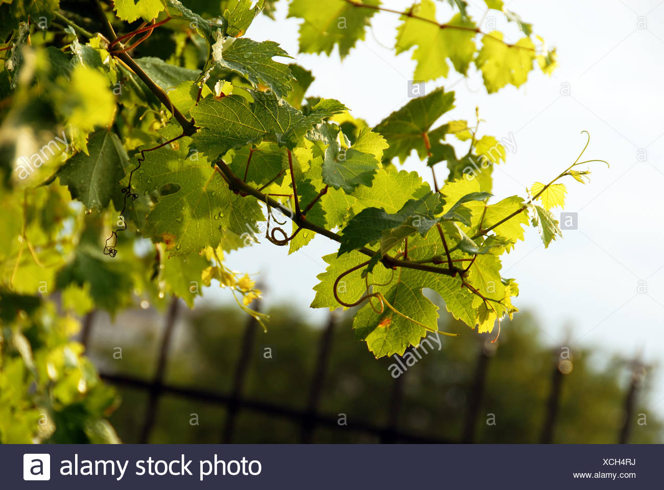 Vine Branch High Resolution Stock Photography and Images Alamy