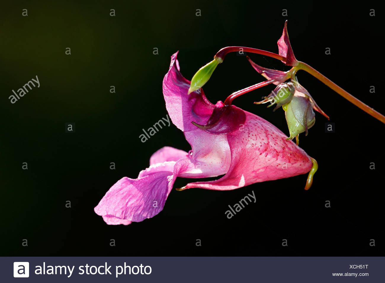 Himalayan Balsam (Impatiens glandulifera), blossom, side view Stock Photo