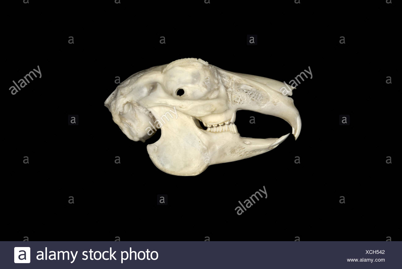 Rabbit Skull High Resolution Stock Photography and Images Alamy