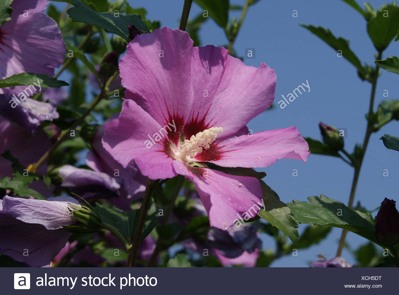 Hibiscus Shrubs High Resolution Stock Photography and Images - Alamy