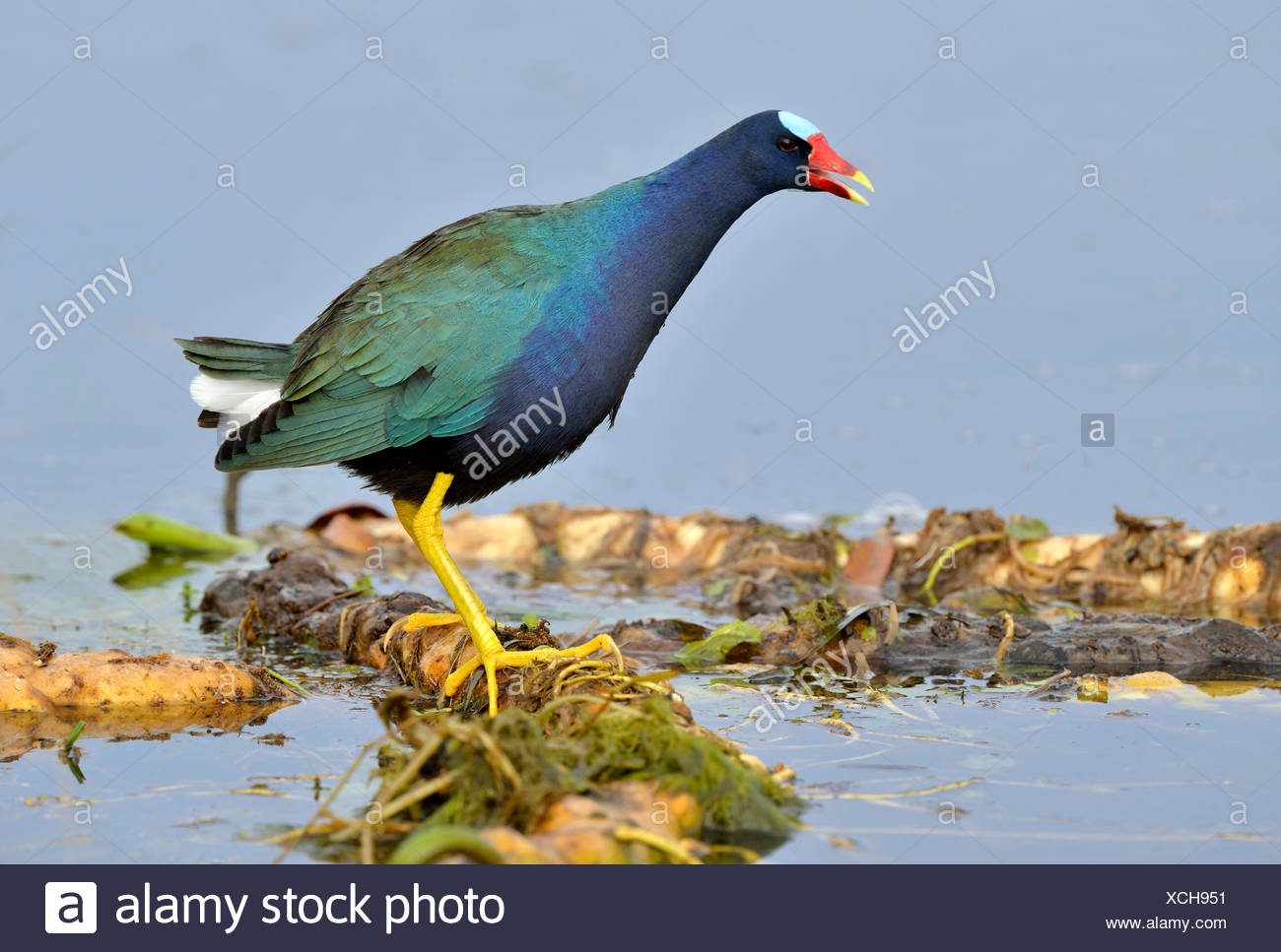 Purple Gallinule Porphyrio Martinicus Venetian Gardens