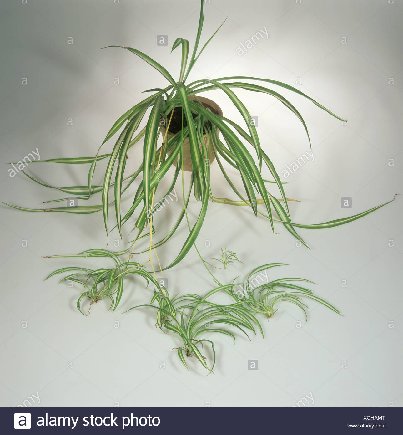 Spider Plant Chlorophytum Comosum Plant With Trailing Plantlets Stock Photo Alamy