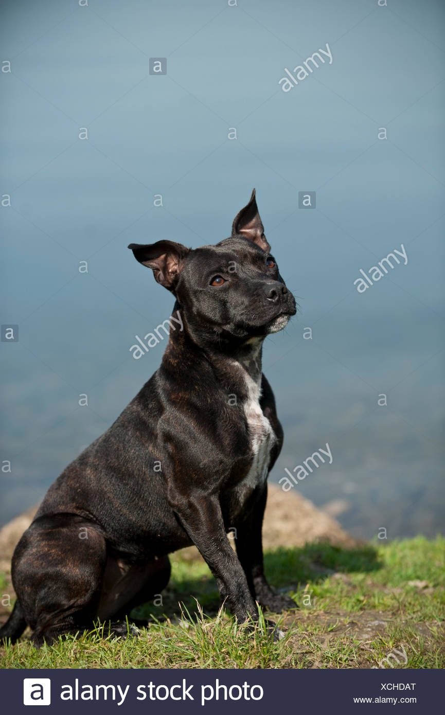 old english staffordshire terrier