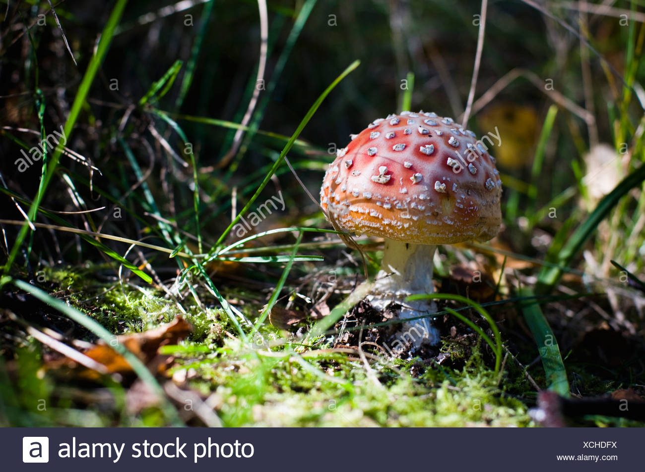 White Spotted Mushroom High Resolution Stock Photography and Images Alamy