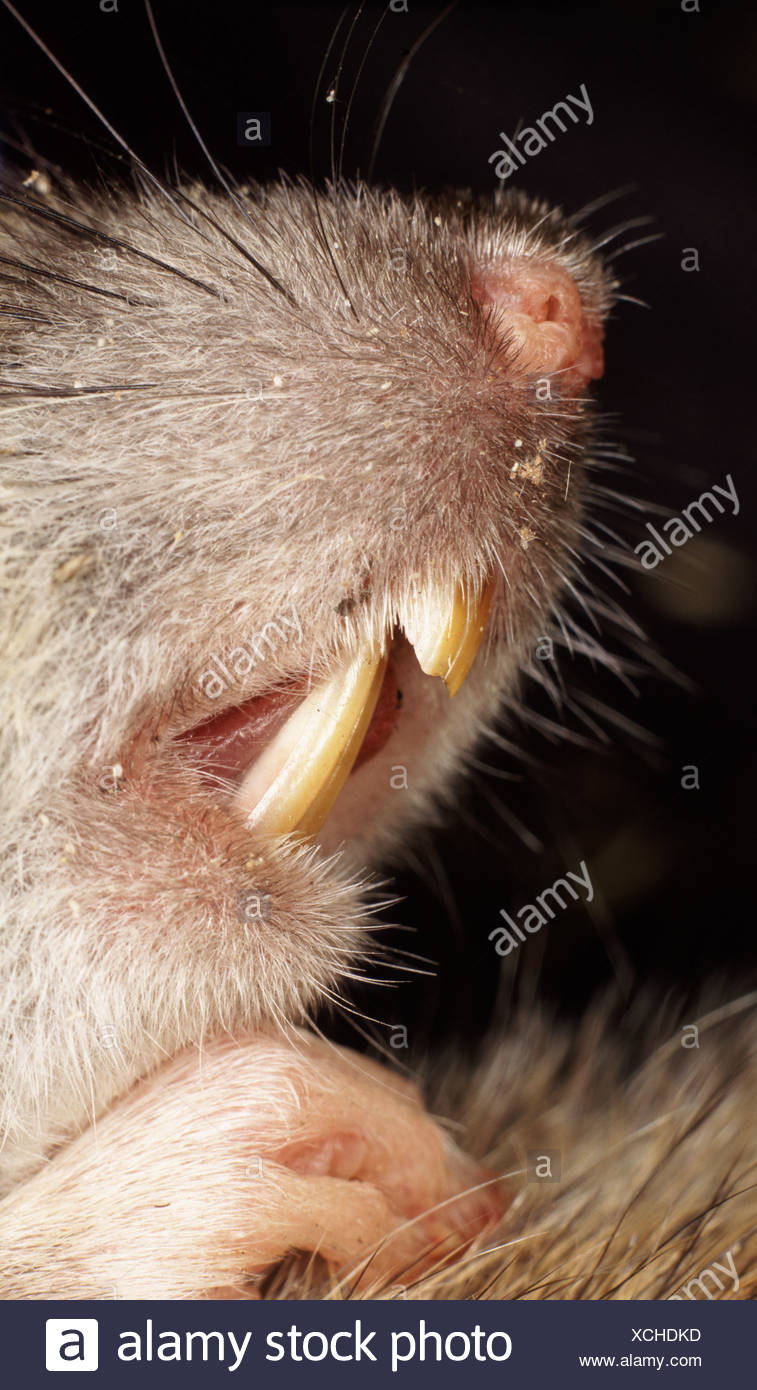Rat Teeth High Resolution Stock Photography and Images Alamy