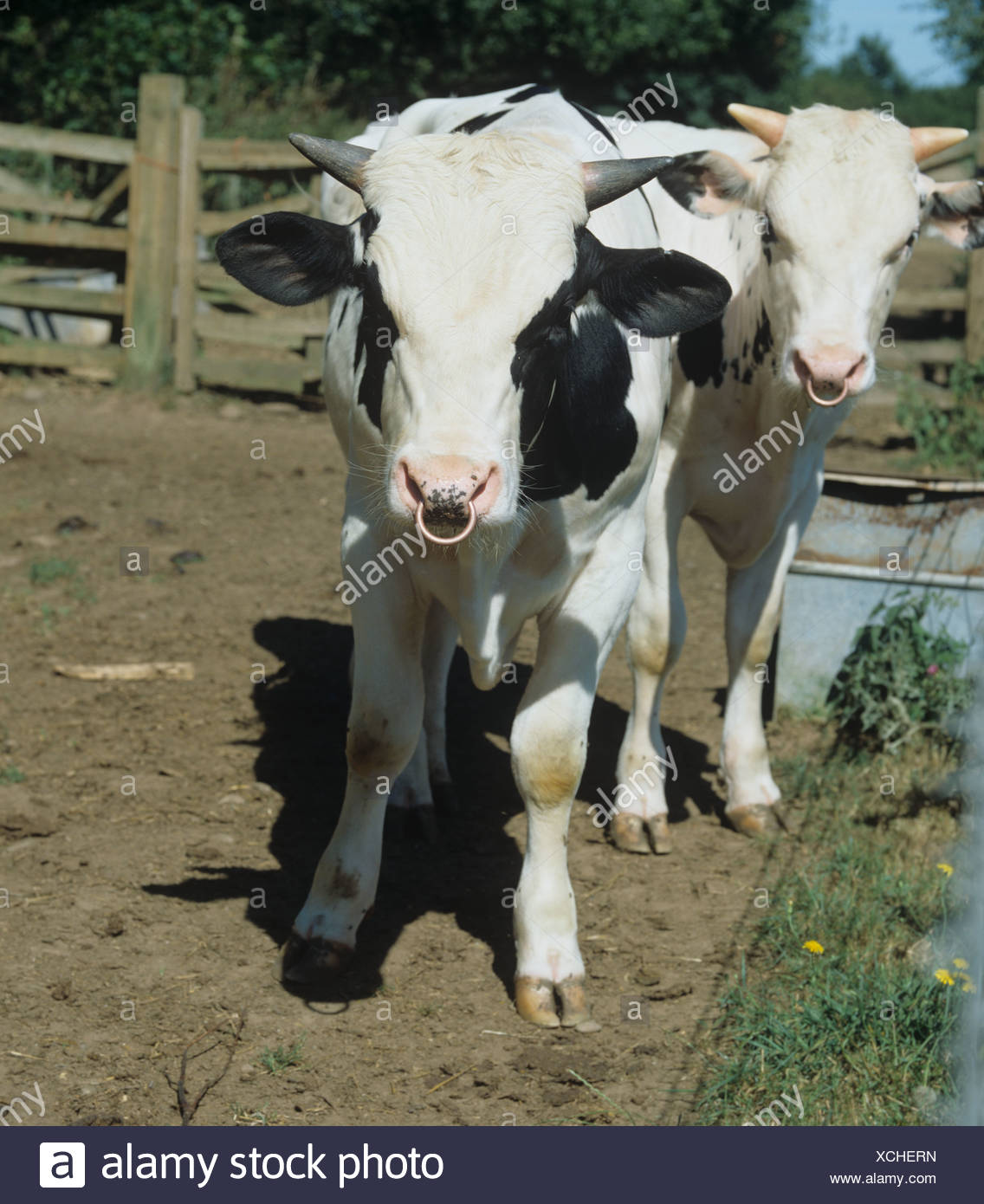 Holstein Friesian Bull High Resolution Stock Photography and Images Alamy