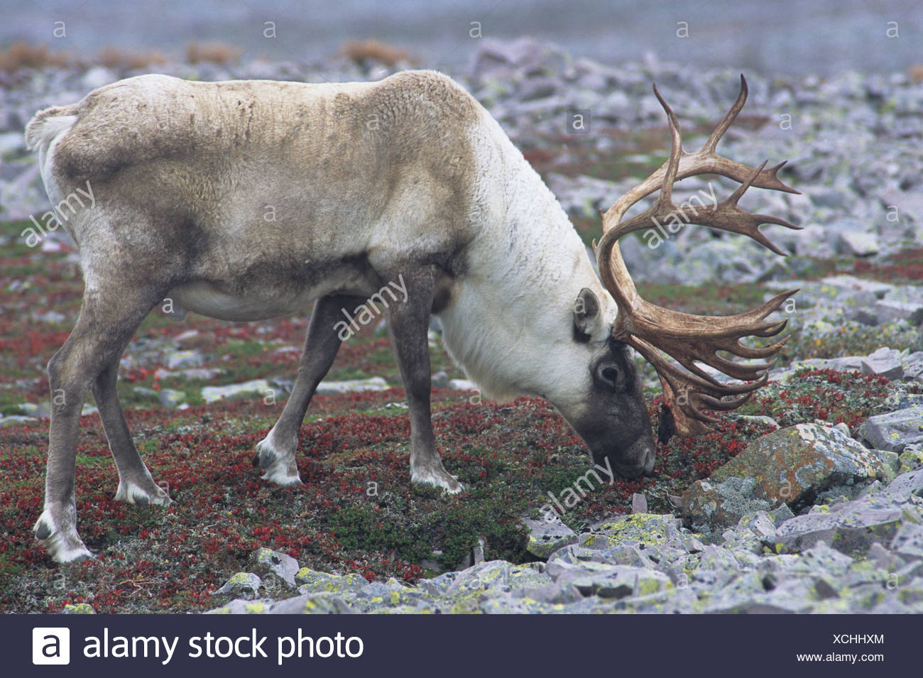 Caribou Canada Eating Stock Photos & Caribou Canada Eating Stock Images