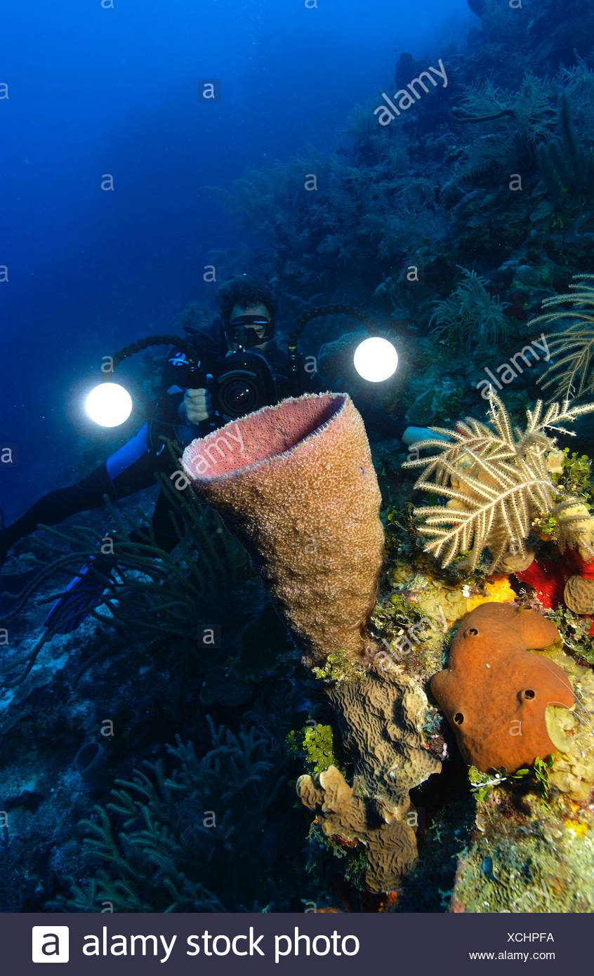 Underwater Photographer And Pink Vase Sponge Niphates Digitalis