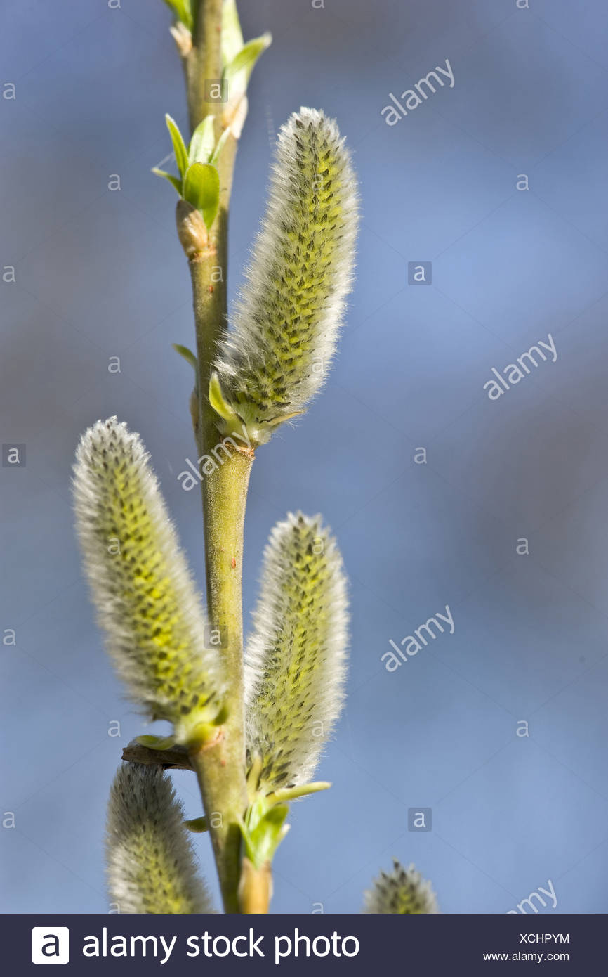 Common Osier Willow Salix Viminalis High Resolution Stock Photography 