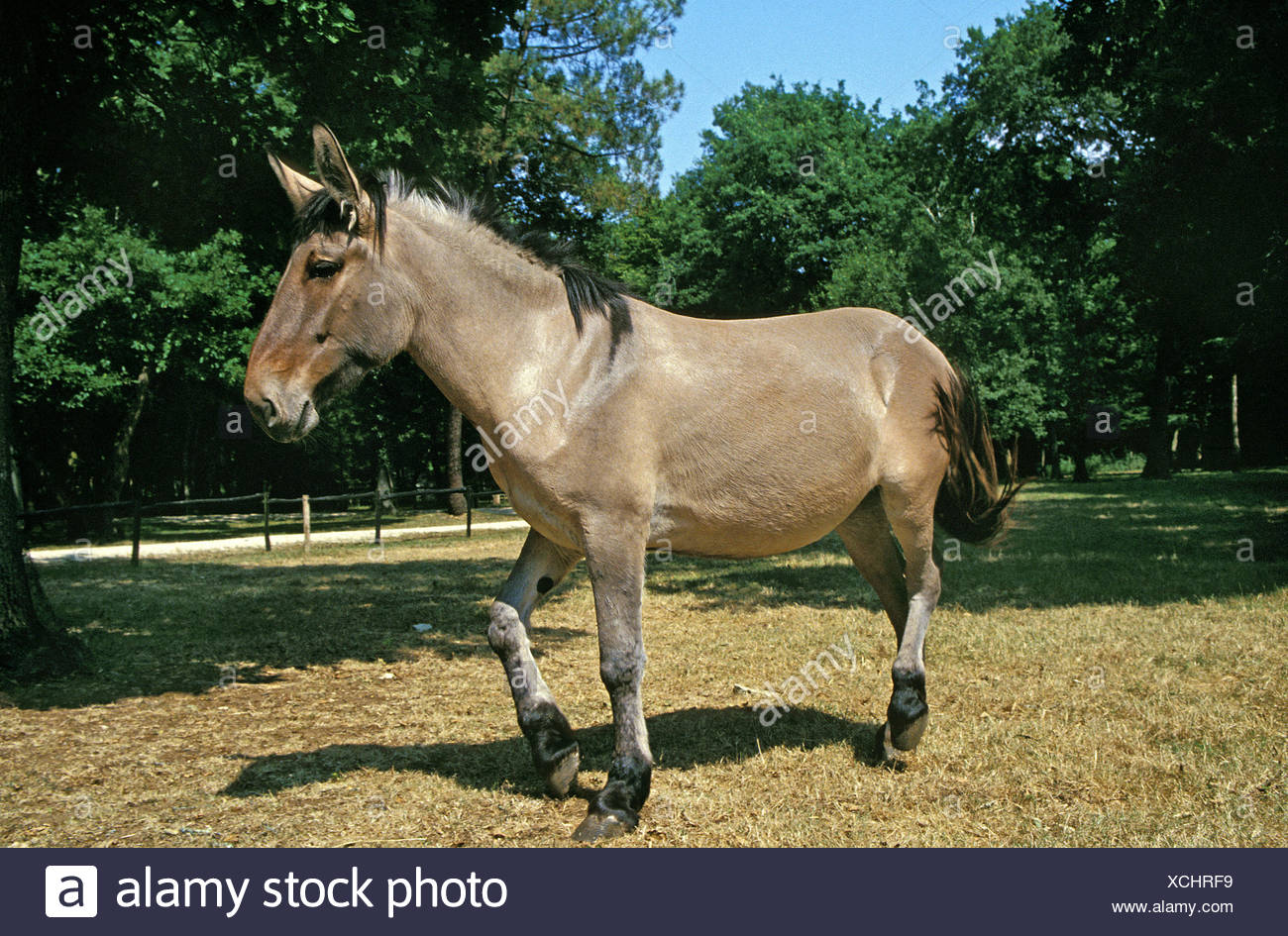 Mule Crossbreed Of A Male Donkey And A Female Horse Stock Photo Alamy