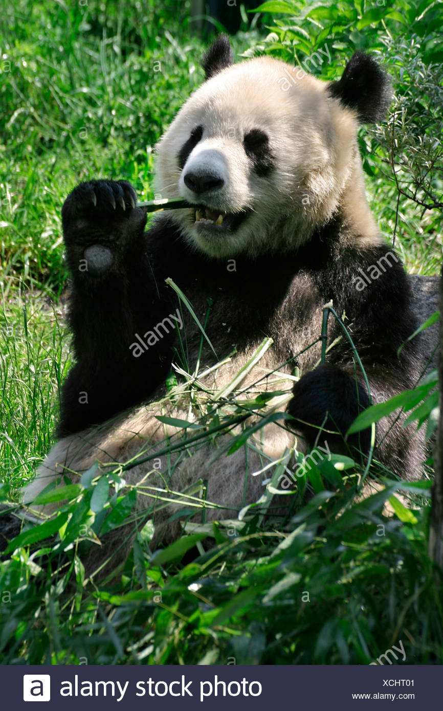 Pande Stock Photo - Alamy