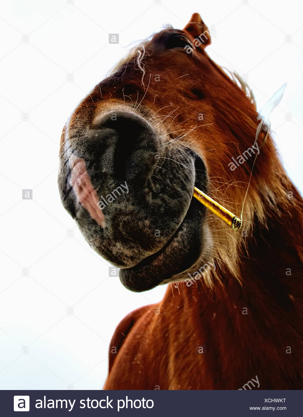 Horse Smoking Stock Photos & Horse Smoking Stock Images Alamy