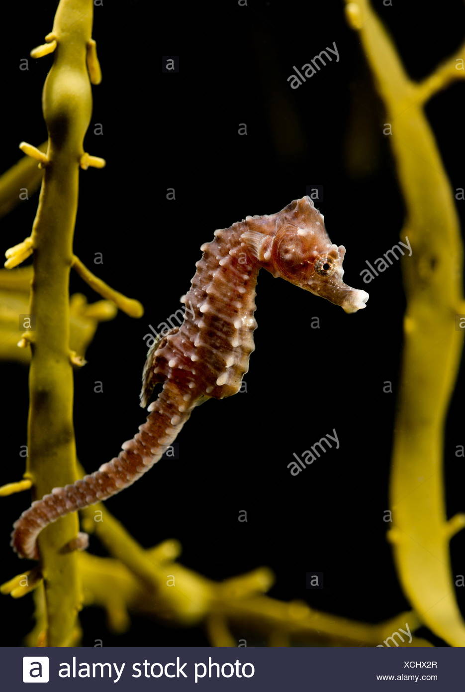 The short-snouted seahorse, Hippocampus hippocampus, is a species of seahorse in the family Syngnathidae. It is endemic to the Mediterranean Sea and parts of the North Atlantic, particularly around Italy and the Canary Islands. Colonies of the species have recently been discovered in the River Thames around London and Southend-on-Sea. Stock Photo