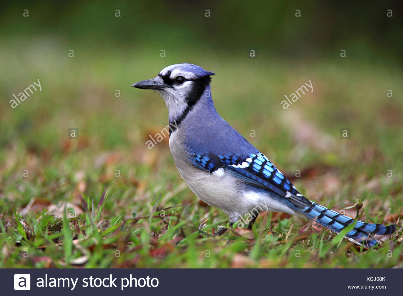 Blue Jay Cyanocitta Cristata Sits On The Ground Usa Florida Everglades National Park Stock Photo Alamy