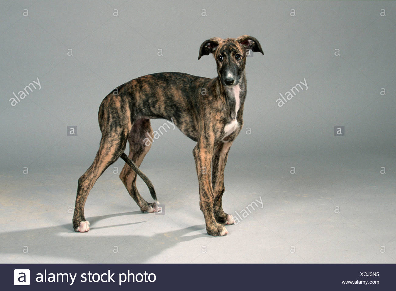 galgo puppies for sale