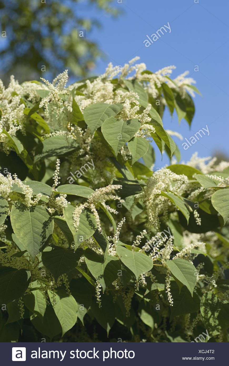 Japanese Knotweed Fallopia Japonica Flowering High Resolution Stock ...
