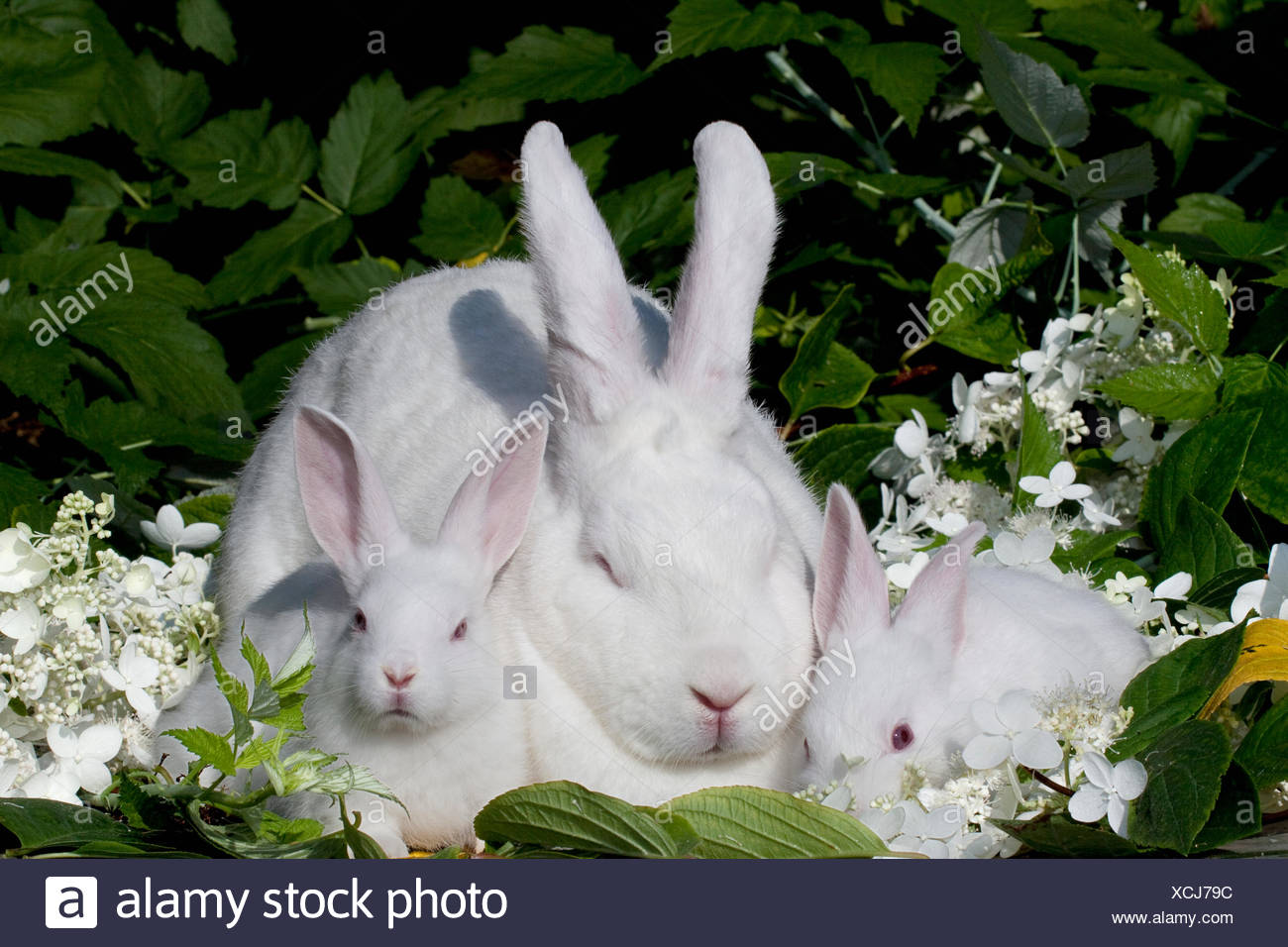 rabbit mother and babies