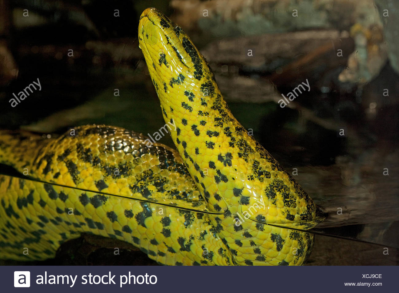 Anaconda Water High Resolution Stock Photography And Images Alamy Anaconda Water High Resolution Stock Photography And Images Alamy