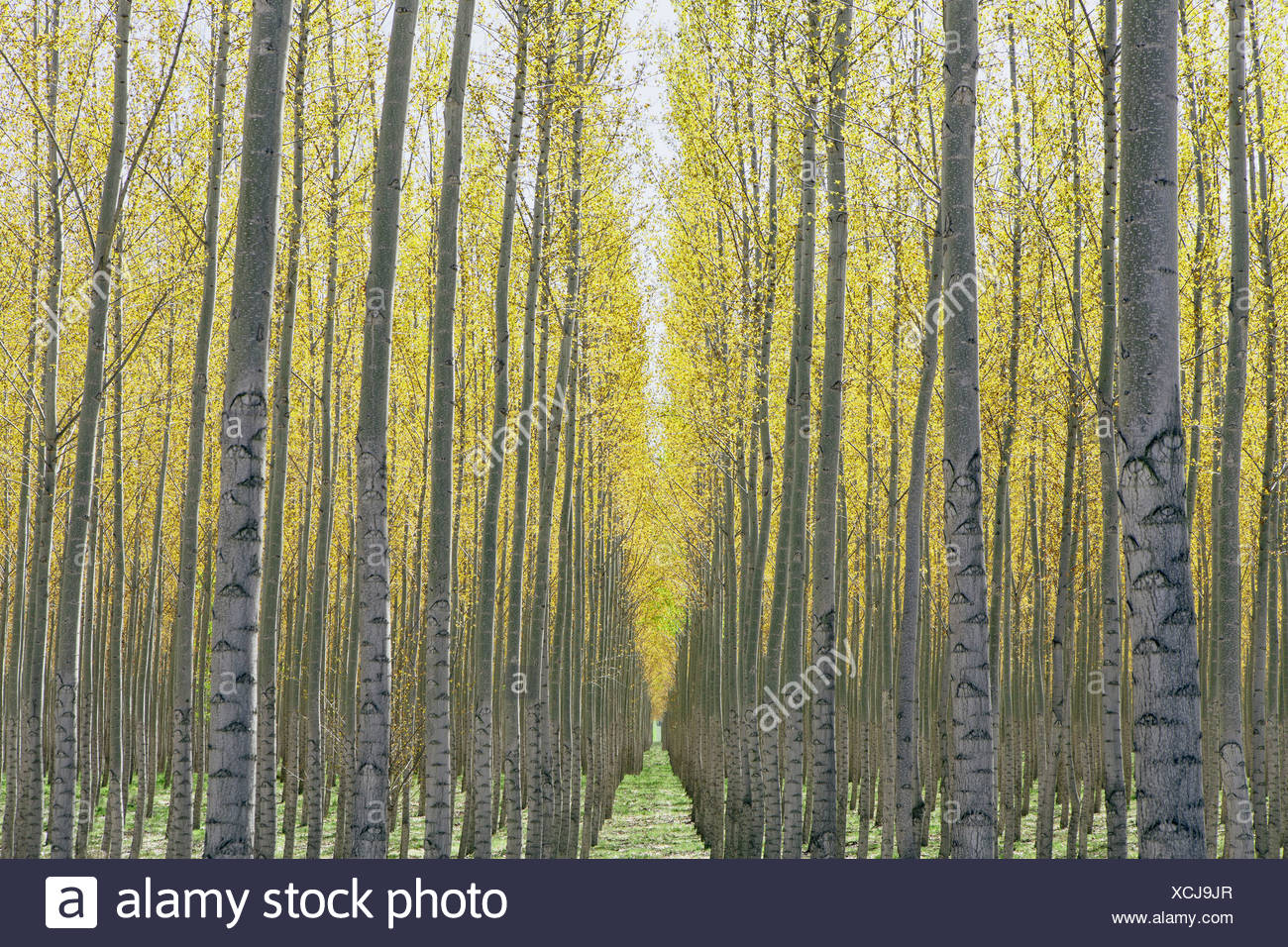 Oregon Usa Poplar Tree Plantation Stock Photos & Oregon Usa Poplar Tree