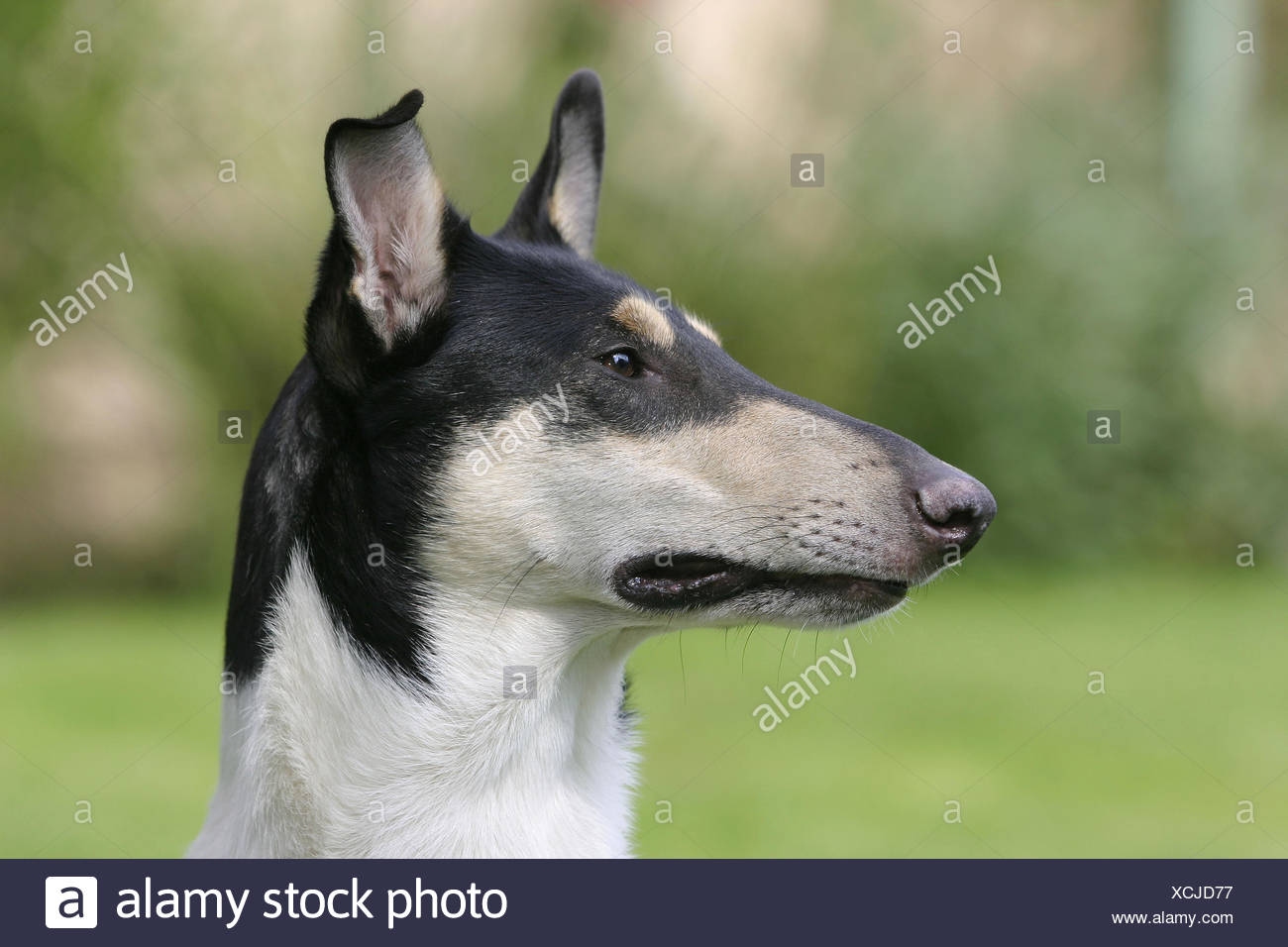 Collie Short Hair Stock Photos Collie Short Hair Stock Images