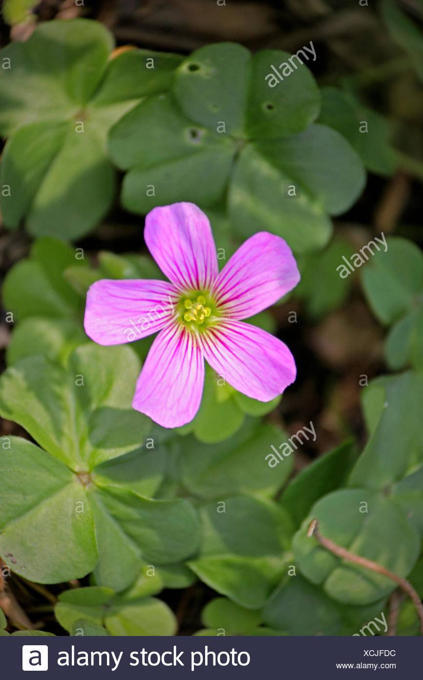 Oxalis Debilis Var Corymbosa Large Flowered Pink Sorrel Lilac Oxalis Pink Wood Sorrel Stock Photo Alamy Oxalis Debilis Var Corymbosa Large Flowered Pink Sorrel Lilac Oxalis Pink Wood Sorrel Stock Photo Alamy