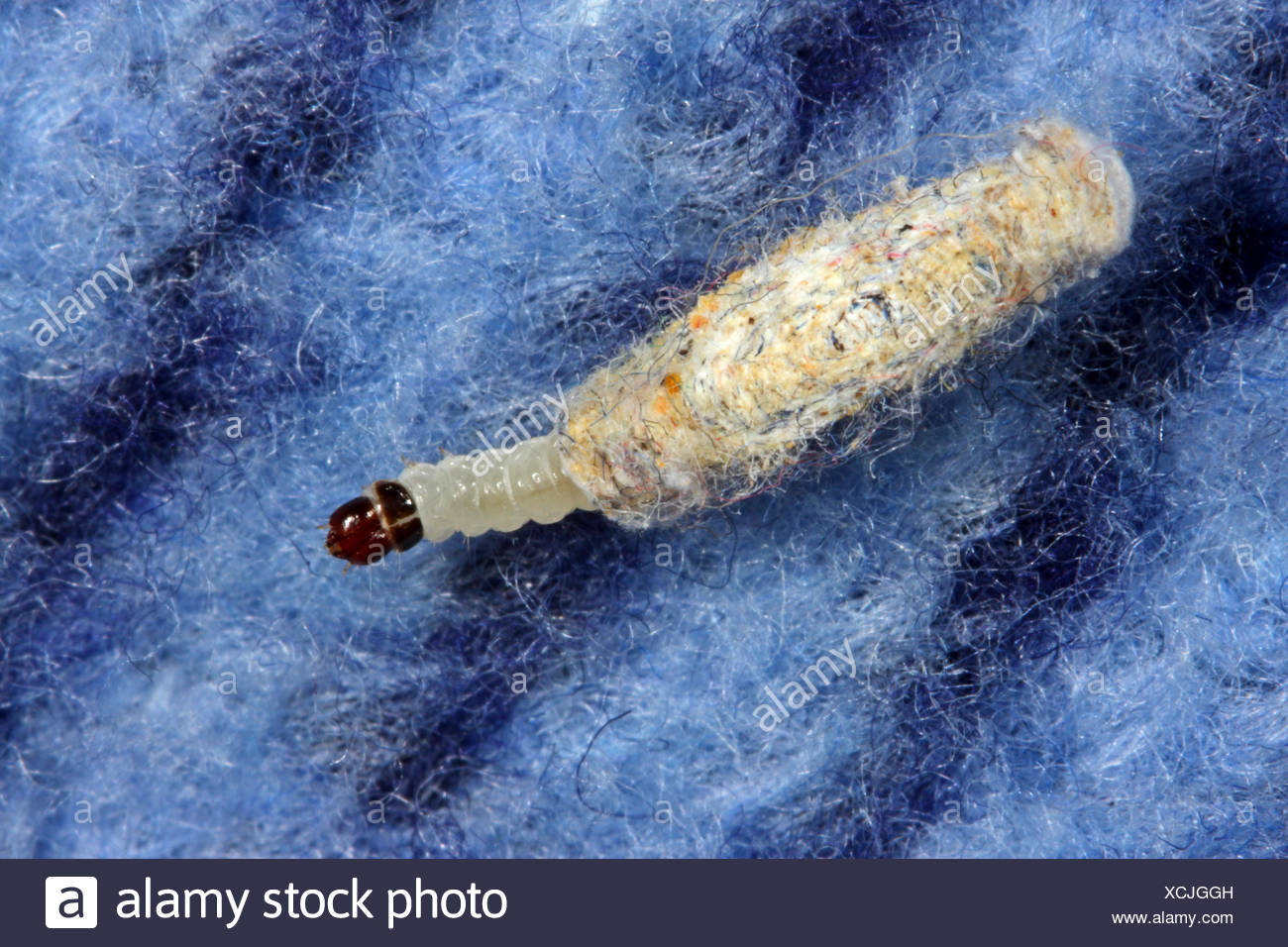 Clothes Moth Larva High Resolution Stock Photography and Images - Alamy