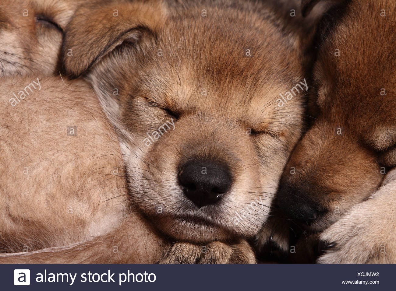 Sleeping Saarloos Wolfdog Puppies Stock Photo Alamy