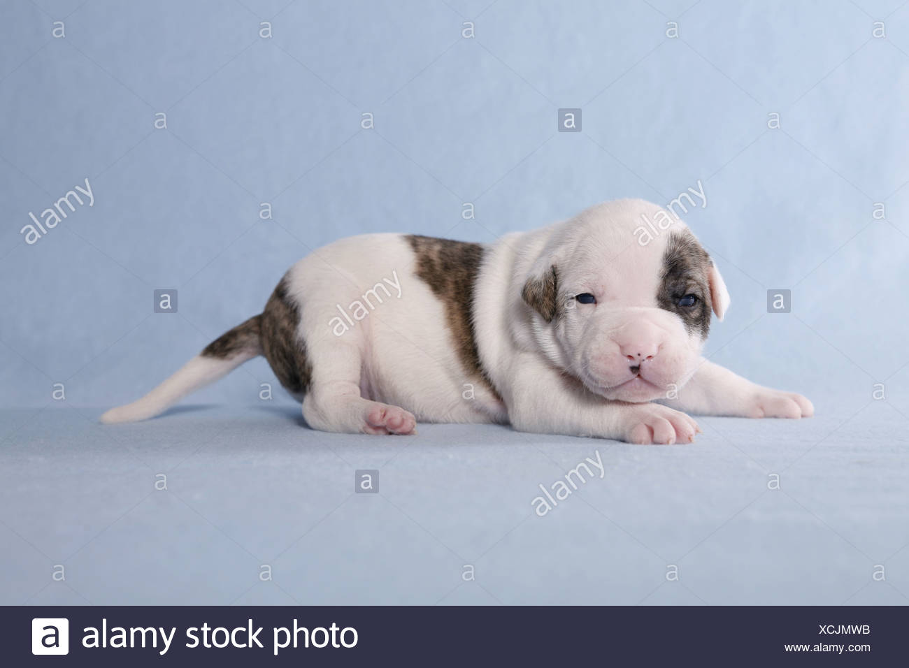 baby american bulldog