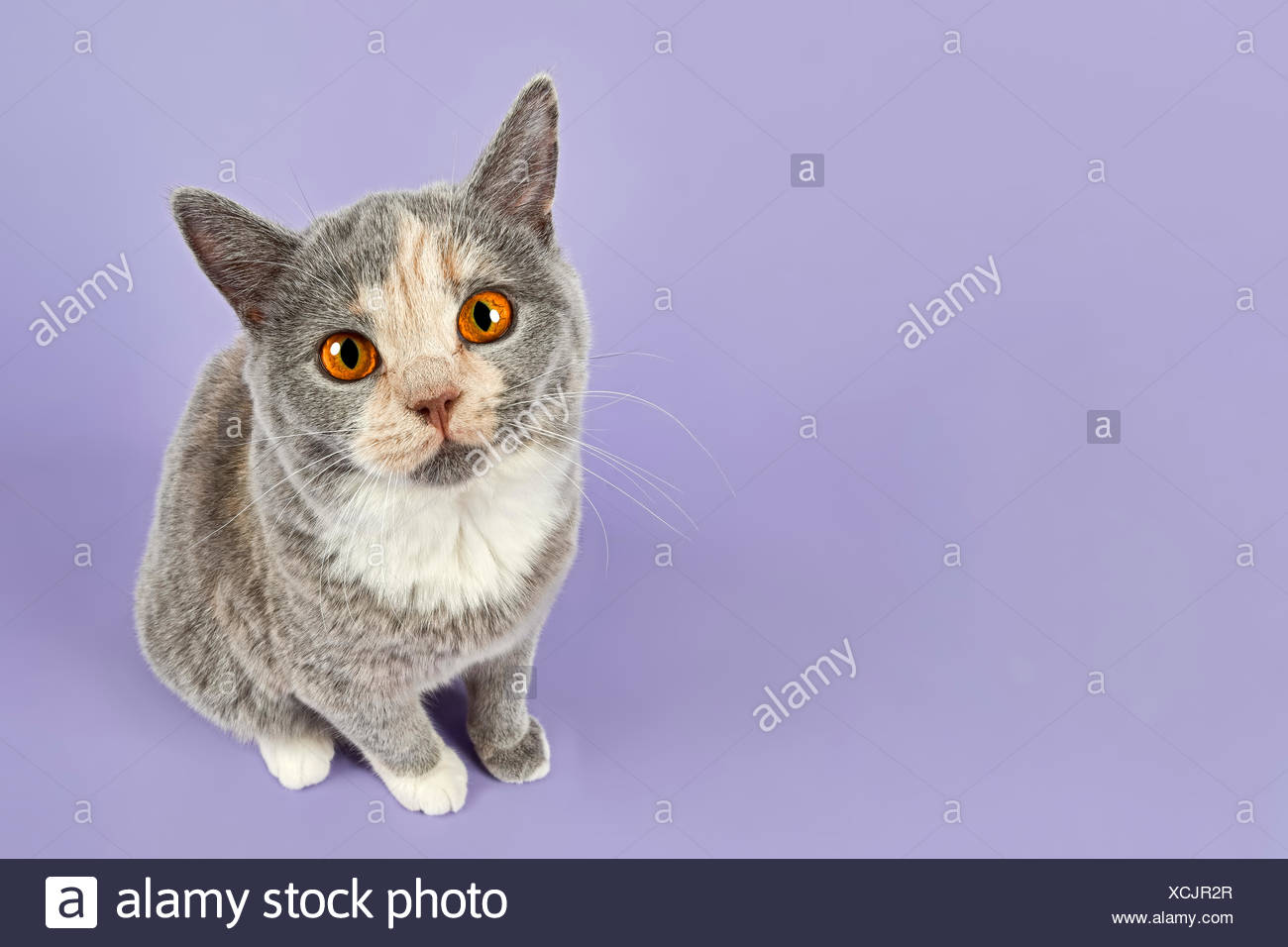 British Shorthair Kitten 24 Weeks Colour Blue Cream And White
