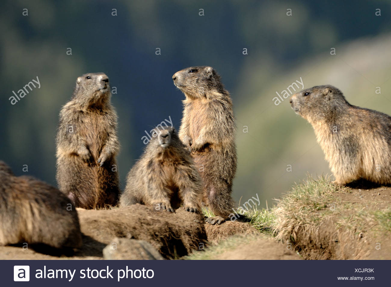 Groundhog Rodent Alpine Groundhog Gopher Mankei Marmota Marble