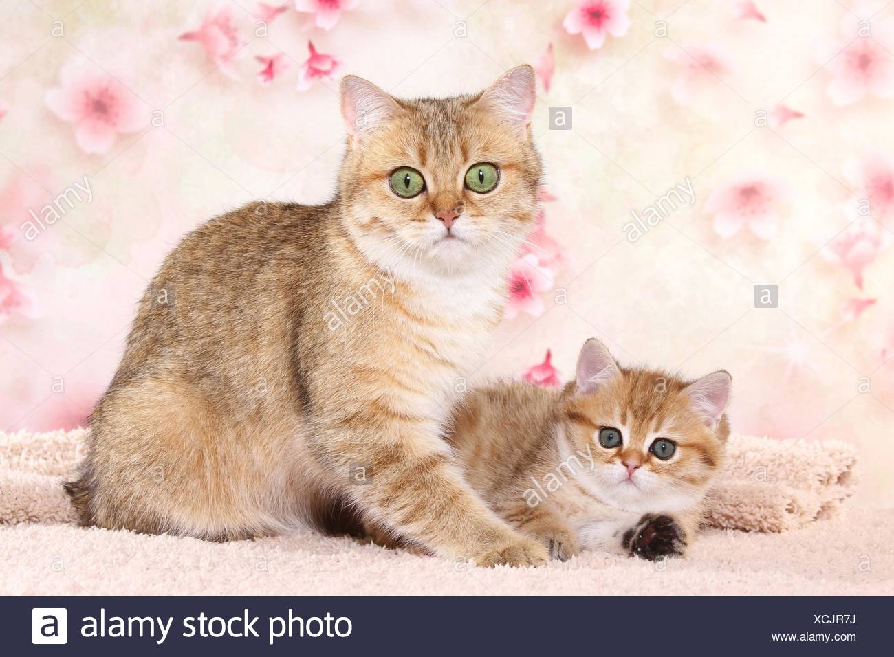 British Shorthair Cat Kitten Black Golden Shaded Stock