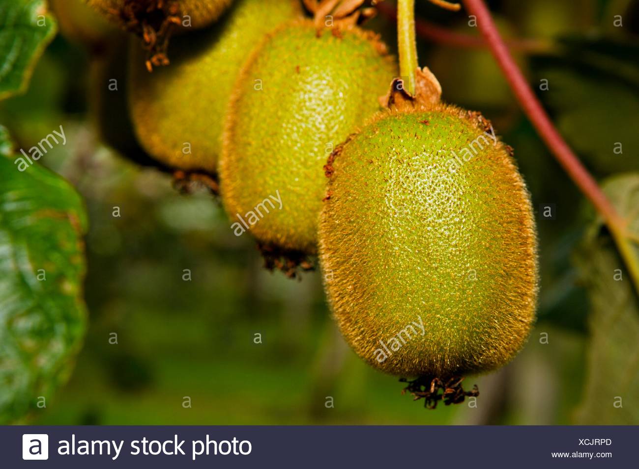 Kiwifruit Orchard Stock Photos & Kiwifruit Orchard Stock Images Alamy