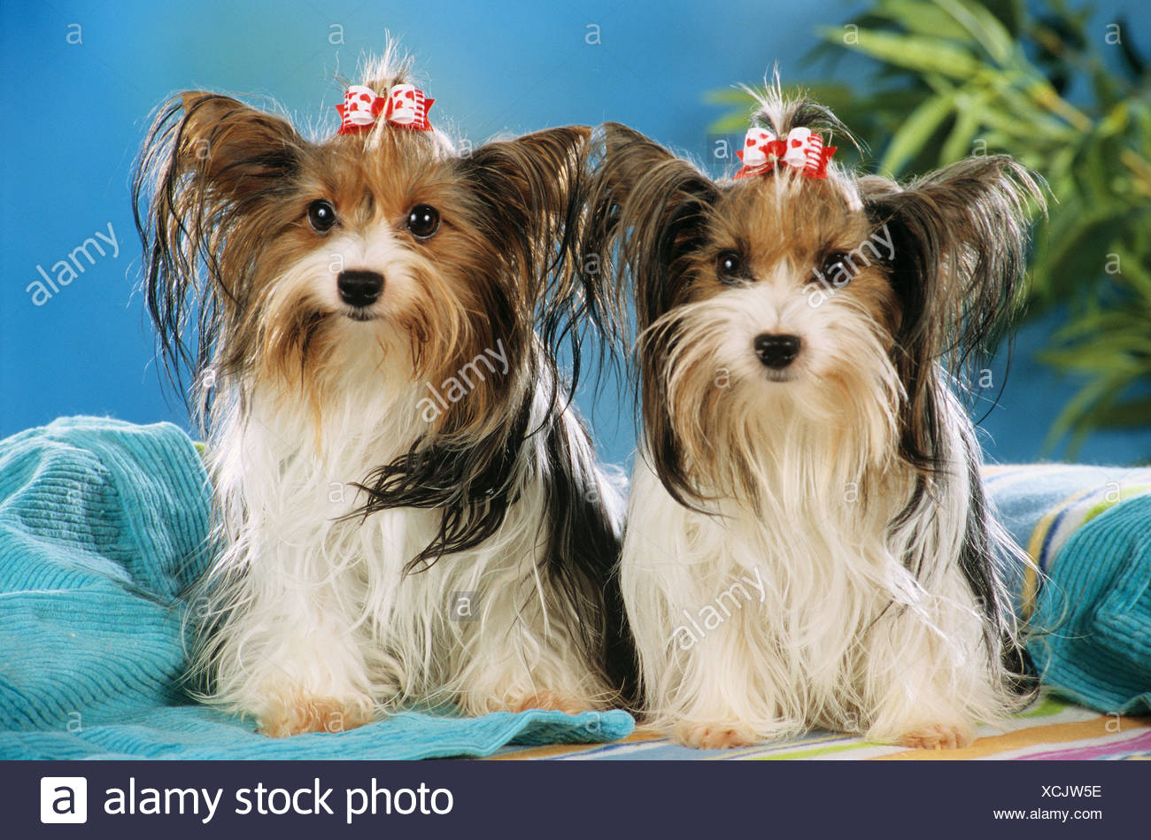 Long Haired Yorkie Stock Photos Long Haired Yorkie Stock Images