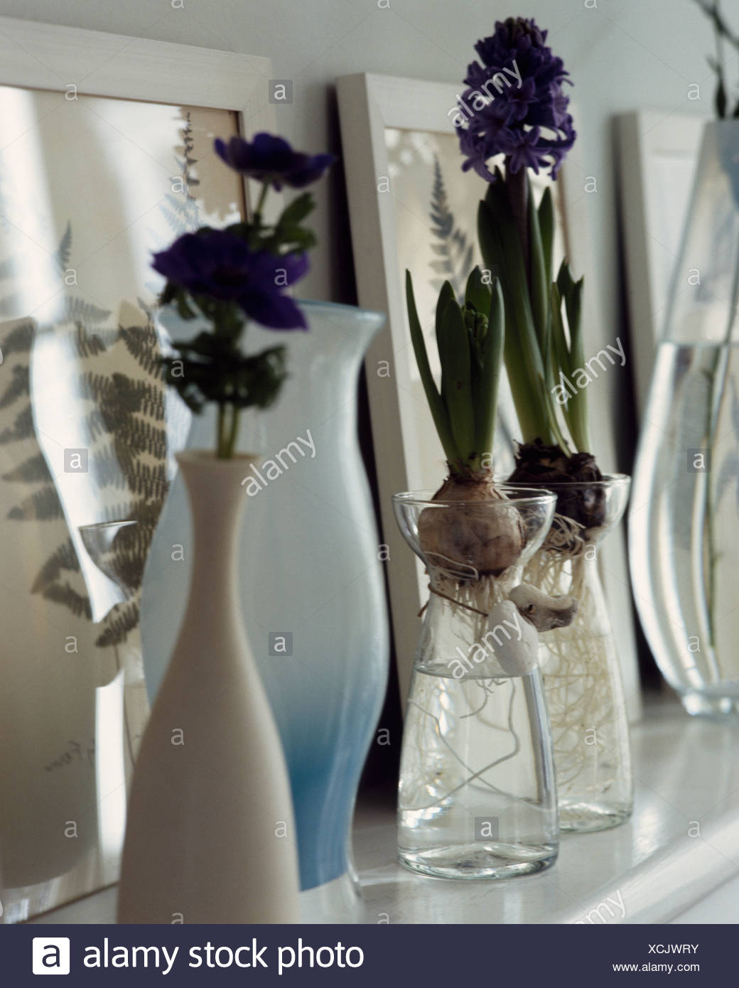 still life of blue hyacinths in glass bulb vases on shelf with tall vases XCJWRY
