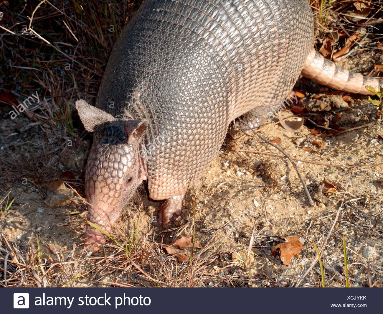 Armadillo Standing High Resolution Stock Photography and Images - Alamy
