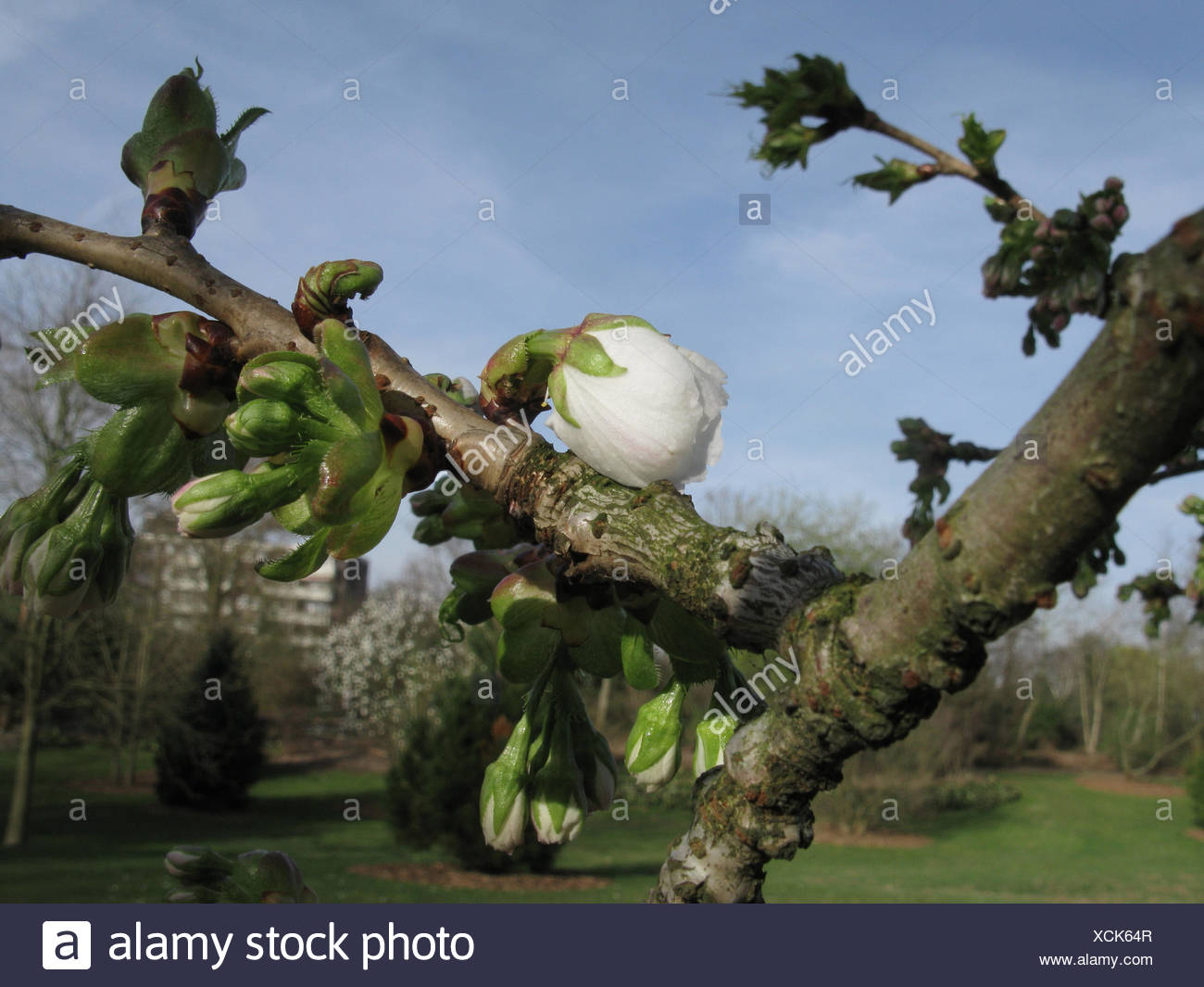 Oriental Cherry Prunus Serrulata Shirotae Prunus Serrulata Shirotae Cultivar Shirotae Opening Bud Stock Photo Alamy