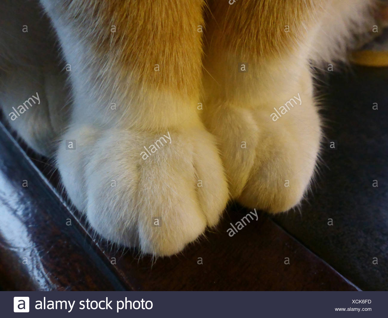 cat white boots